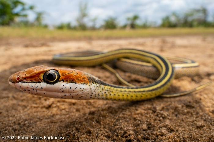 Speckled Sand Snake (Psammophis punctulatus) © Robin James Backhouse