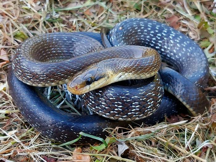 Aesculapean Snake (Zamenis longissimus) © Sandro Khakhva