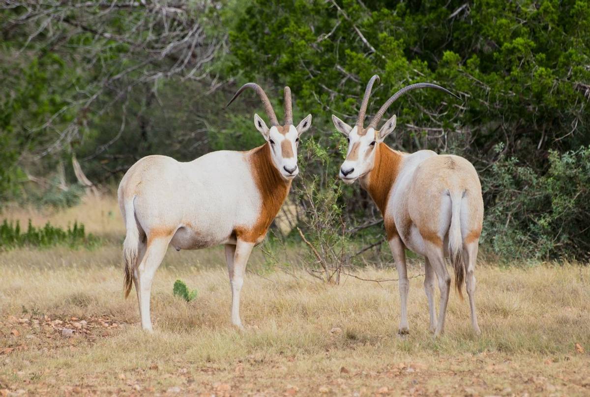 Scimitar Horned Oryx Shutterstock 318875690