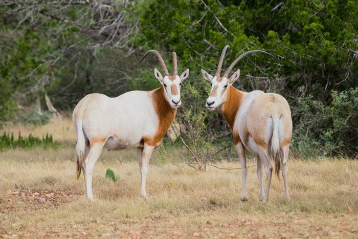 Scimitar Horned Oryx Shutterstock 318875690