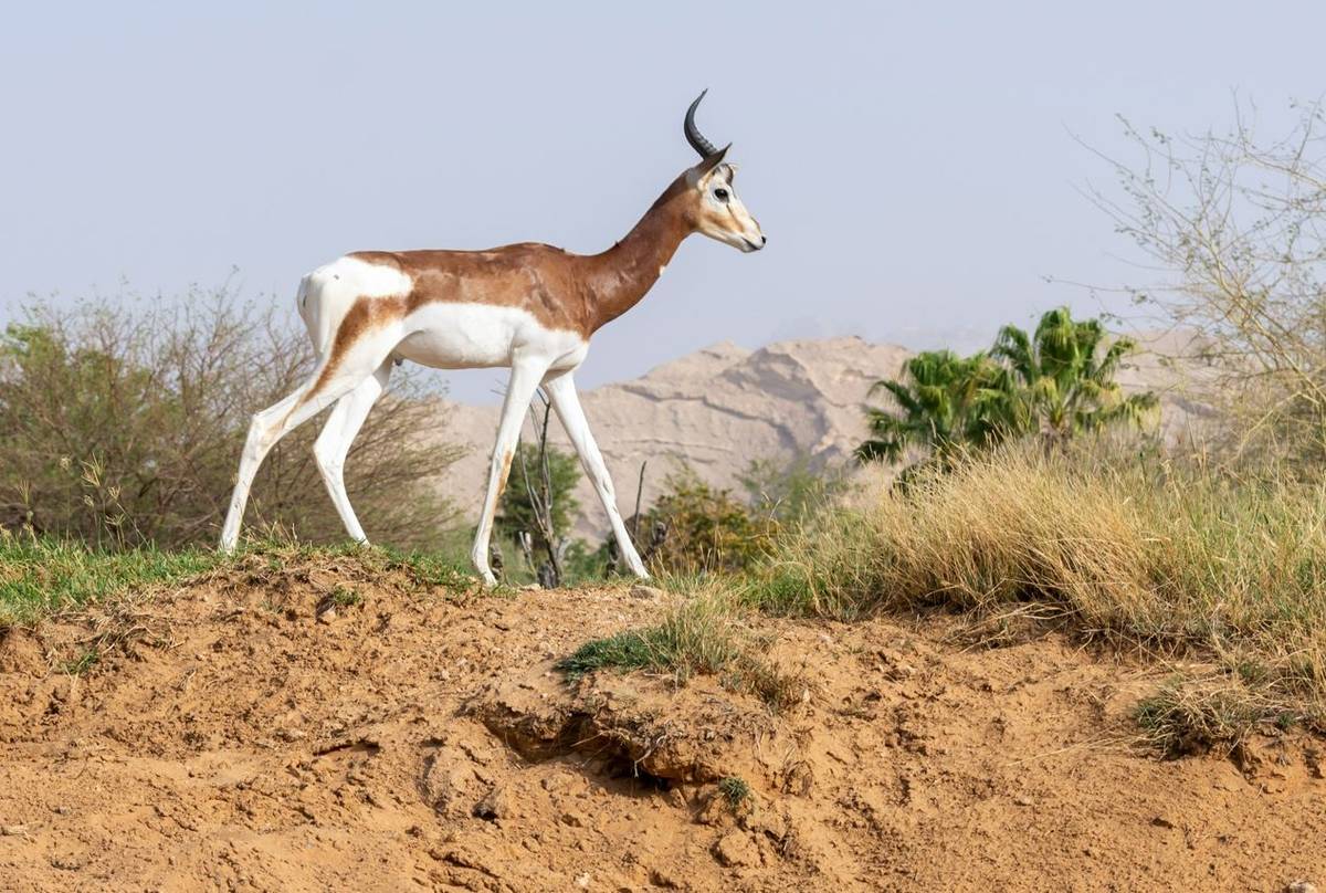Dama-Gazelle,-Tunisia-shutterstock_1442689997.jpg
