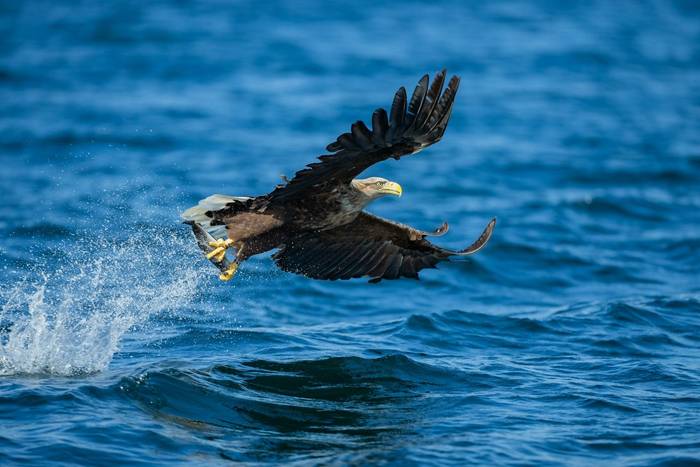 2_white-tailed eagle_2SI8326.jpg