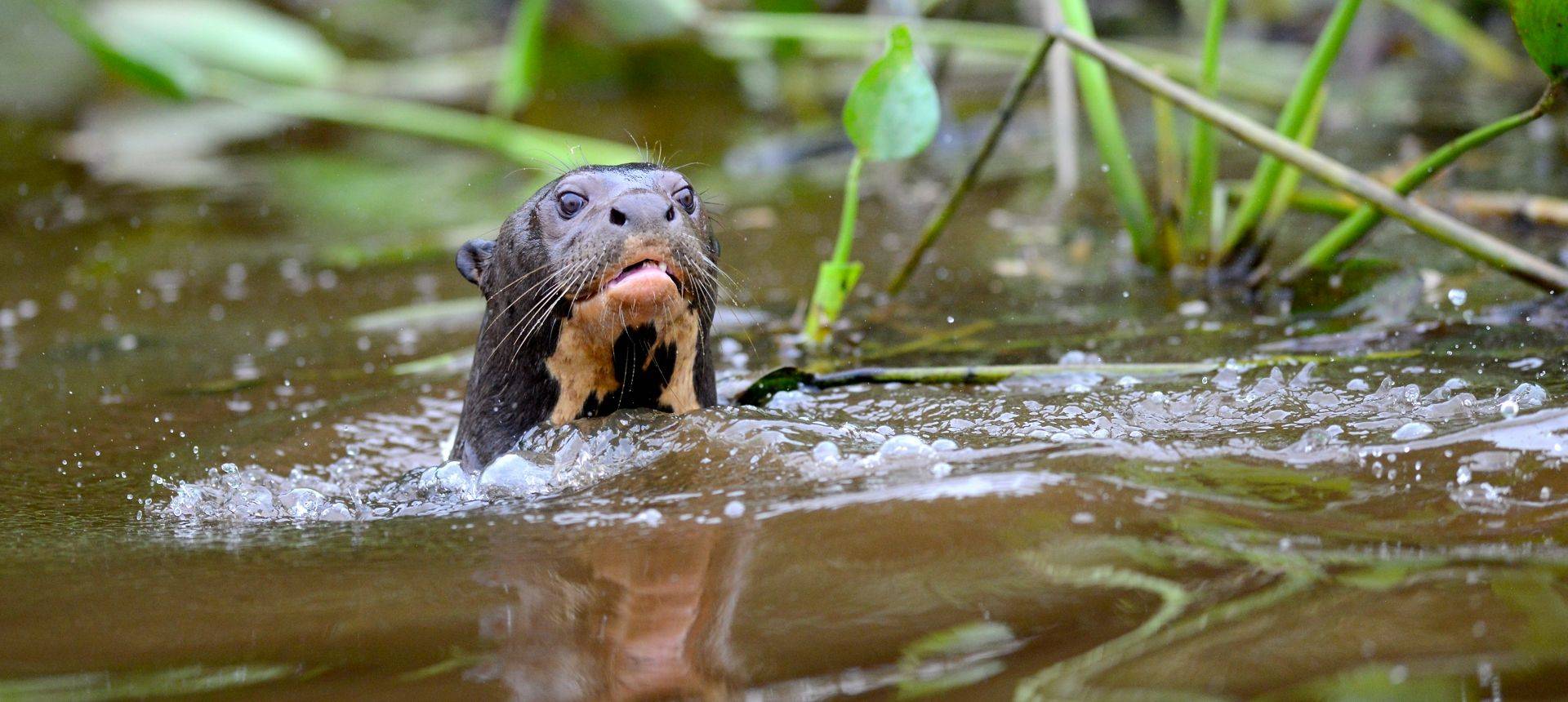 Giant River Otters (Stephen Woodham)