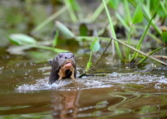 Giant River Otters (Stephen Woodham)