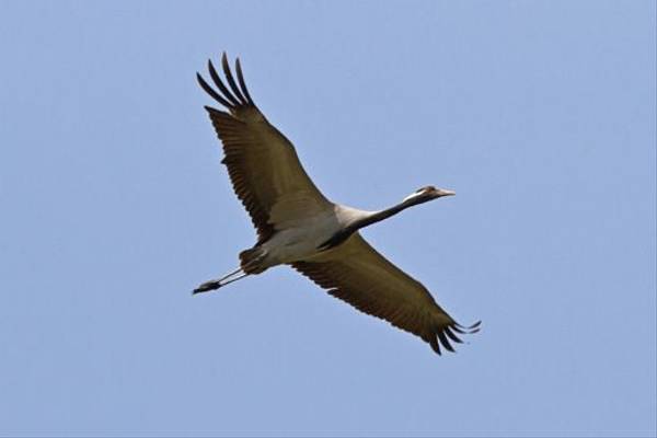 Demoiselle Crane (Alan Curry)