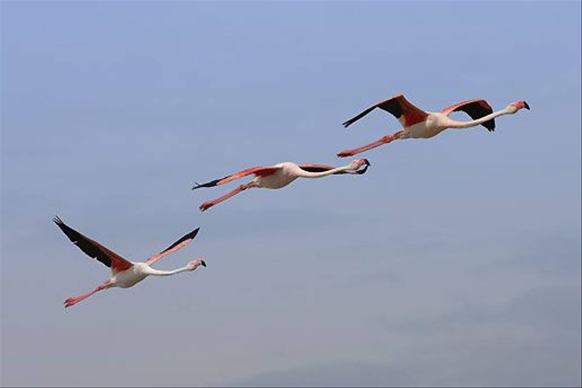 Greater Flamingoes (Ken Williams)
