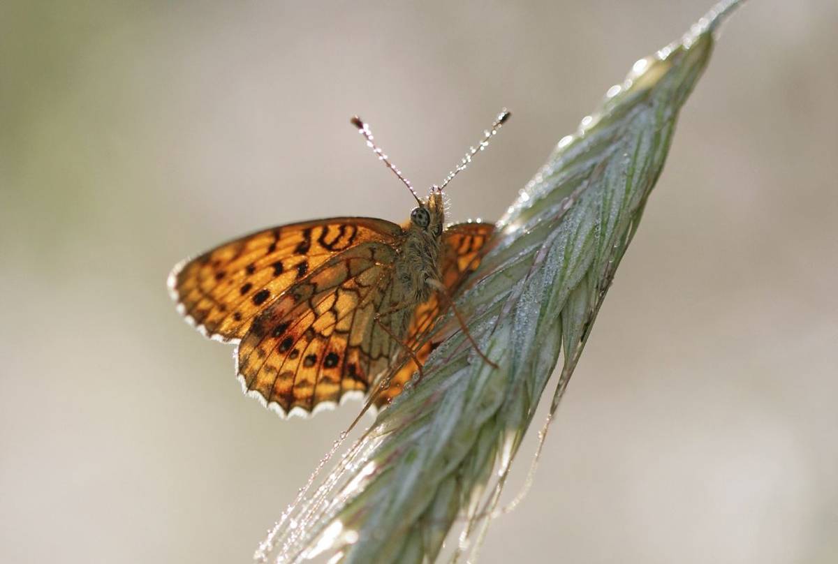 Weaver's Fritillary Shutterstock 144560732