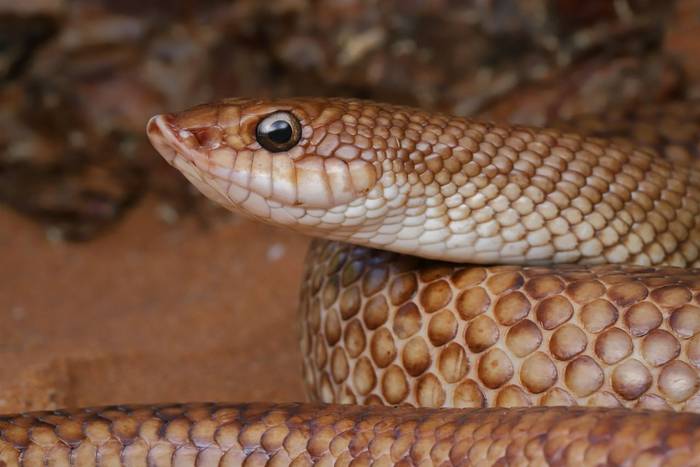 Speckled Hognose Snake (Leioheterodon geayi) © Bobby and Laura Bok, March 2026