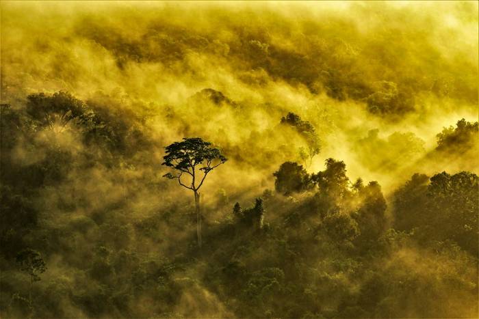 The Surinamese Jungle near Fredberg (Dick Lock)