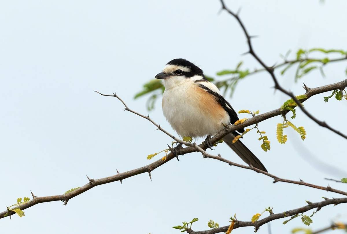 Masked Shrike