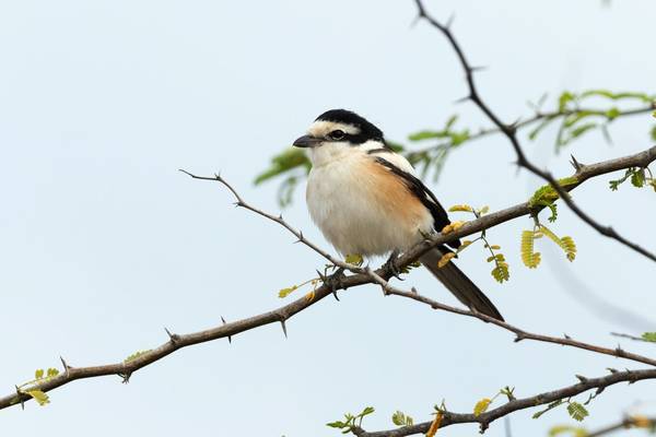 Masked Shrike