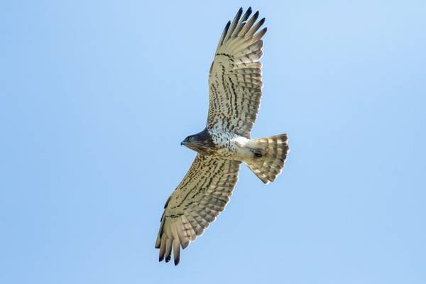 Short-toed Snake-eagle, Spain shutterstock_1337953334.jpg