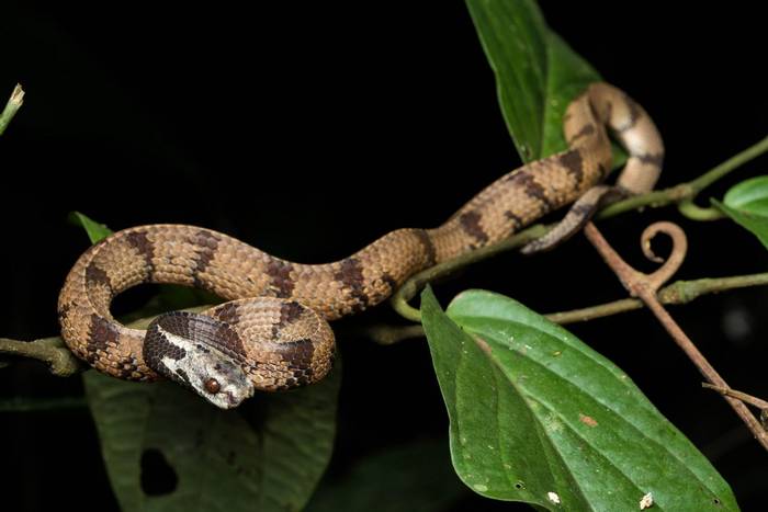 Bornean Slug Snake (Asthenodipsas borneensis) © Steven Wong, October 2023 tour
