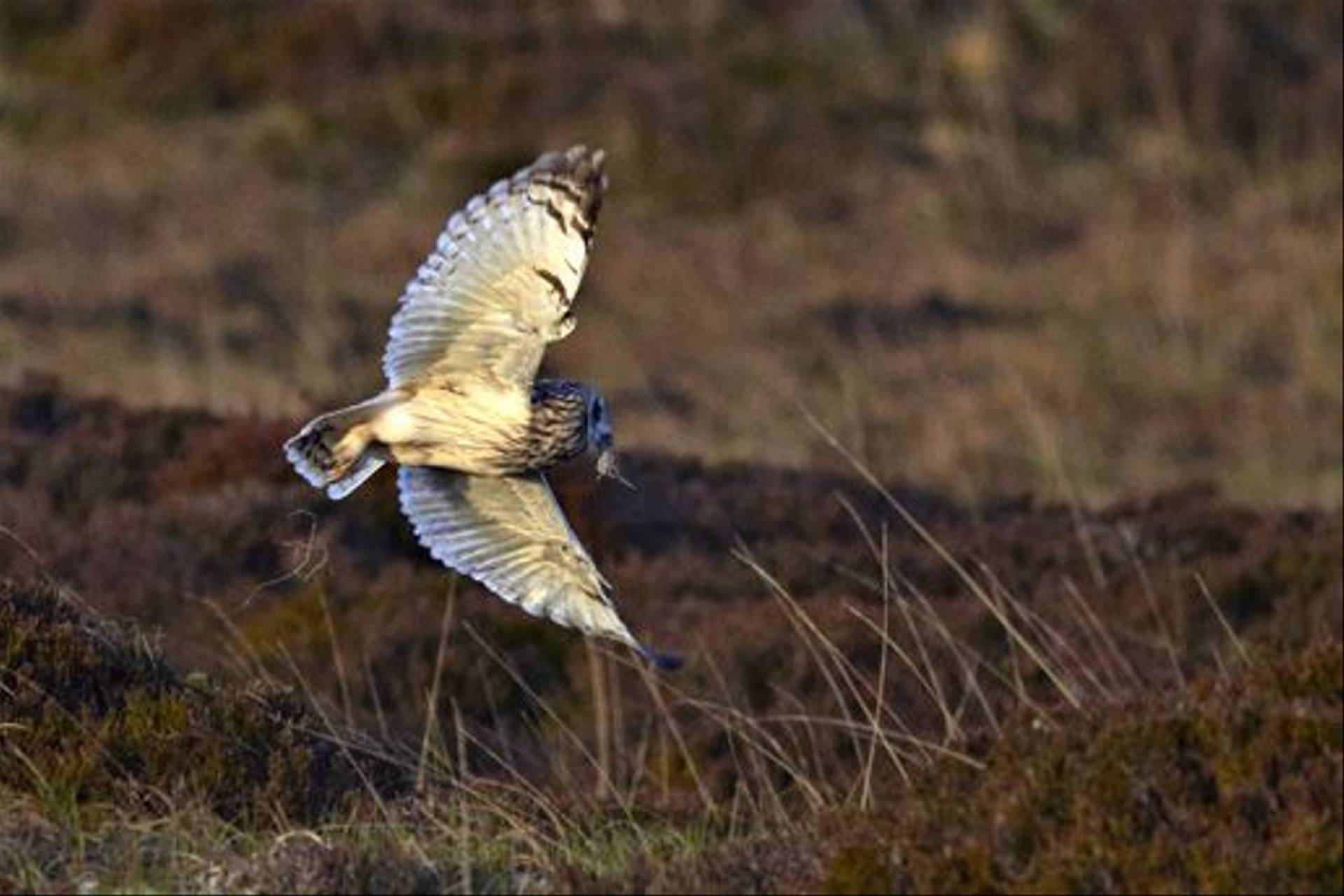 Wildlife of North & South Uist - The Outer Hebrides - Naturetrek