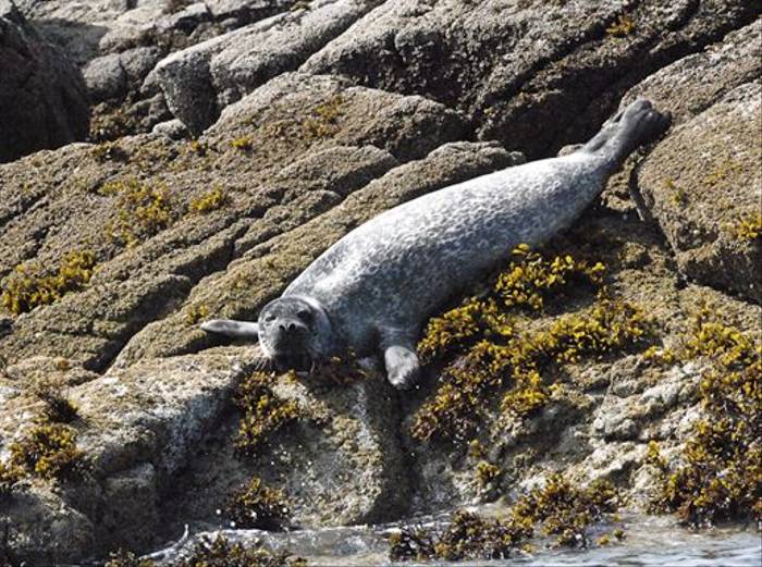 Common Seal (Marcus John)