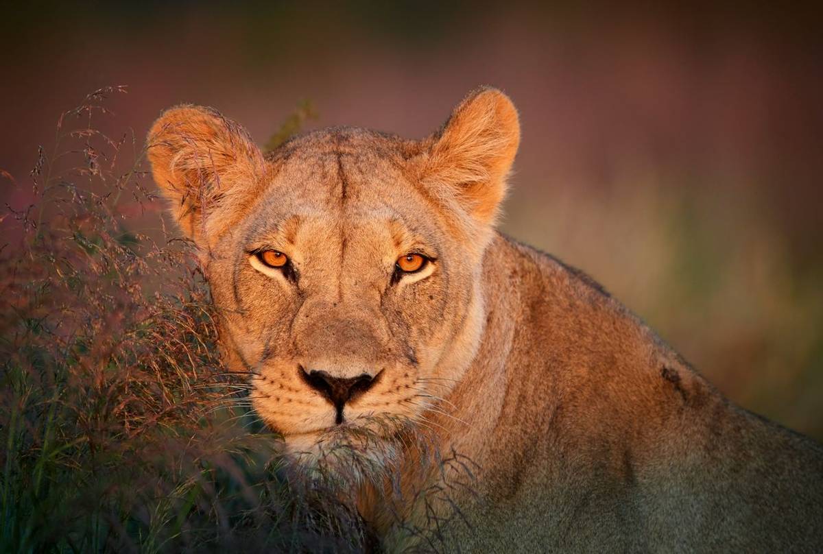 Lion, Kgalagadi, Botswana shutterstock_614579819.jpg