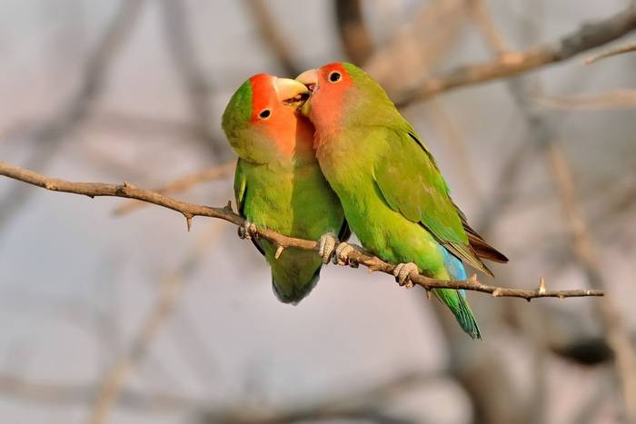 Rosy-faced Lovebirds