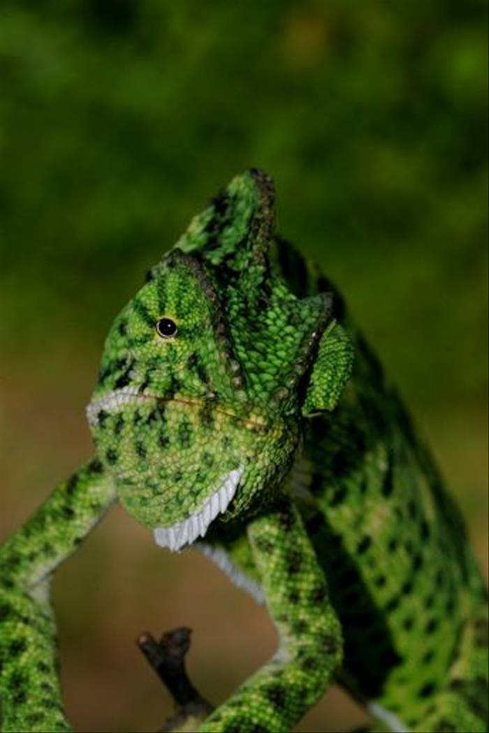 Chameleon, Satpura (David Raju)