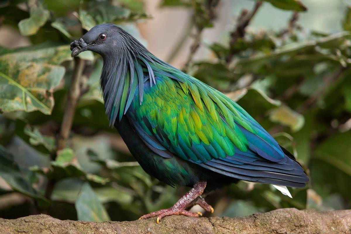 Nicobar Pigeon, Papua New Guinea Shutterstock 595981361