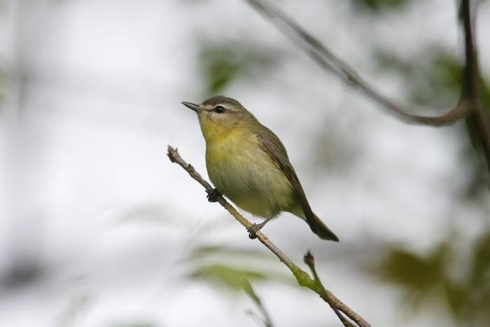 Philadelphia Vireo, Ohio shutterstock_39435310.jpg