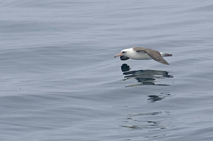 Laysan Albatross (Paul Marshall).jpg