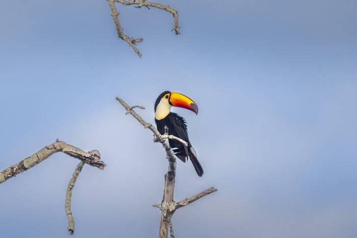 Toco Toucan © A J Bradshaw, March 2026 tour