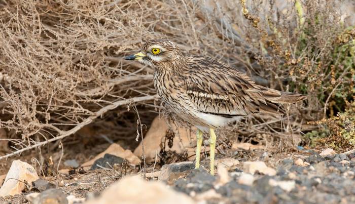 Stone Curlew, Fuerteventura © Brian Small (2).jpg
