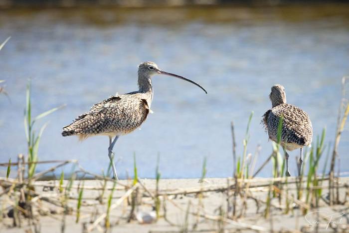 Long-billed Curlew (Sara Frost).jpg