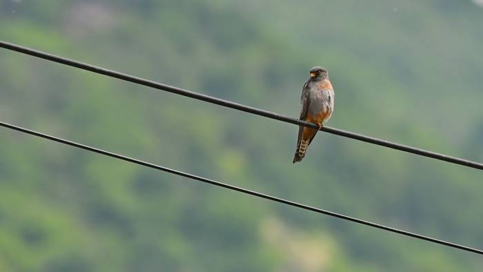 Red-footed Falcon