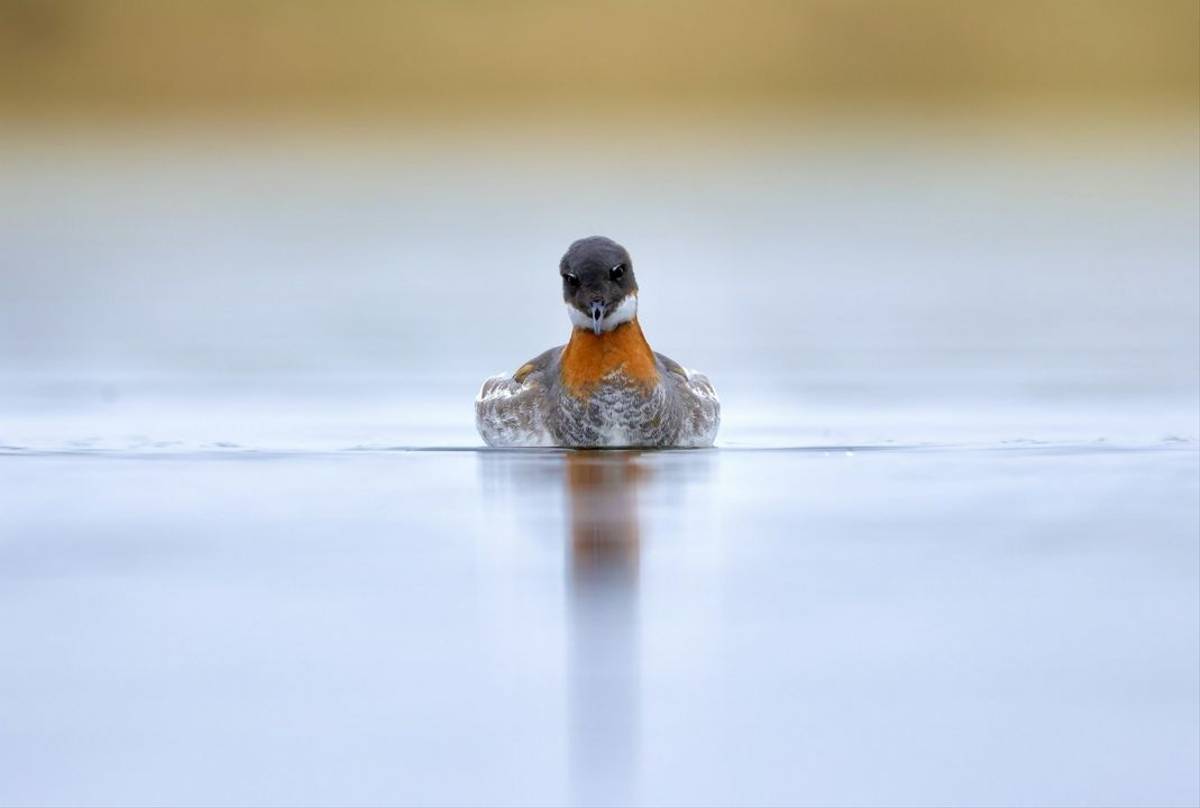 Red-necked Phalarope (Dave Jackson)