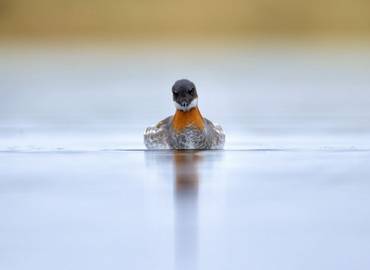 Iceland in Spring - Photography Special