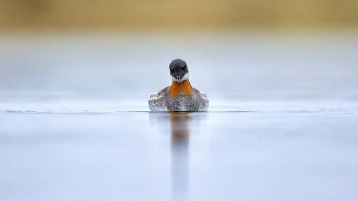 Red-necked Phalarope (Dave Jackson)