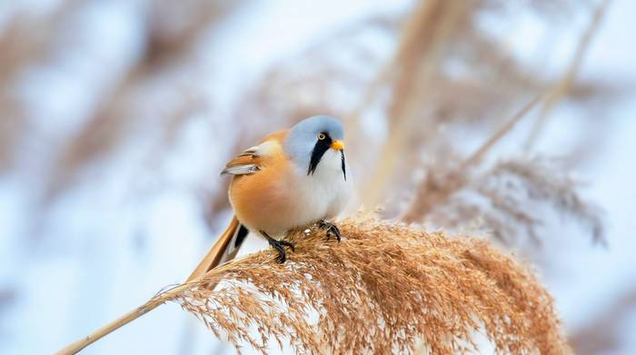 Bearded Tit shutterstock_1584840580.jpg