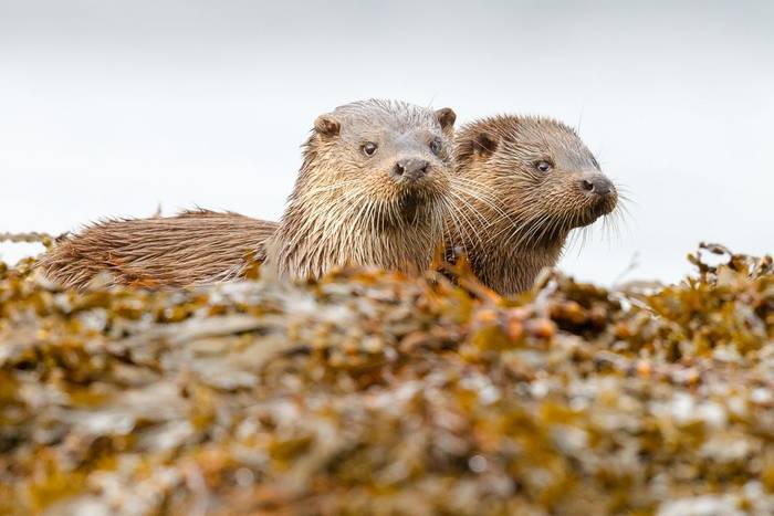 Eurasian Otters.jpg