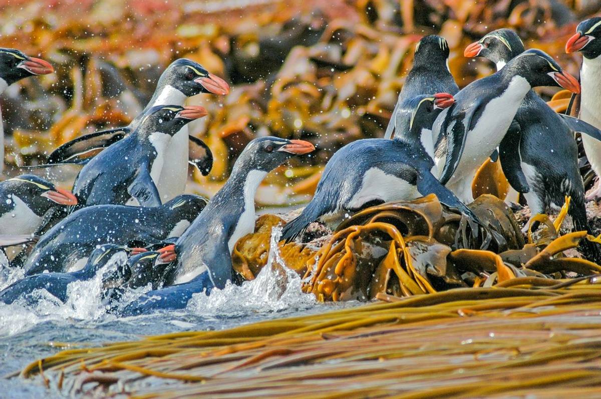 Snare'S Penguin, New Zealand Shutterstock 1082166530