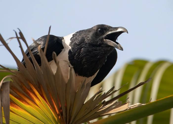 Pied Crow.jpg