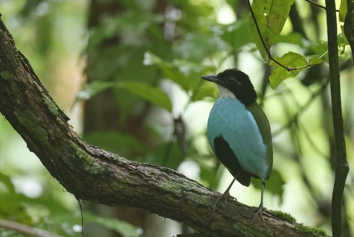 Azure-breasted Pitta (Bohol)