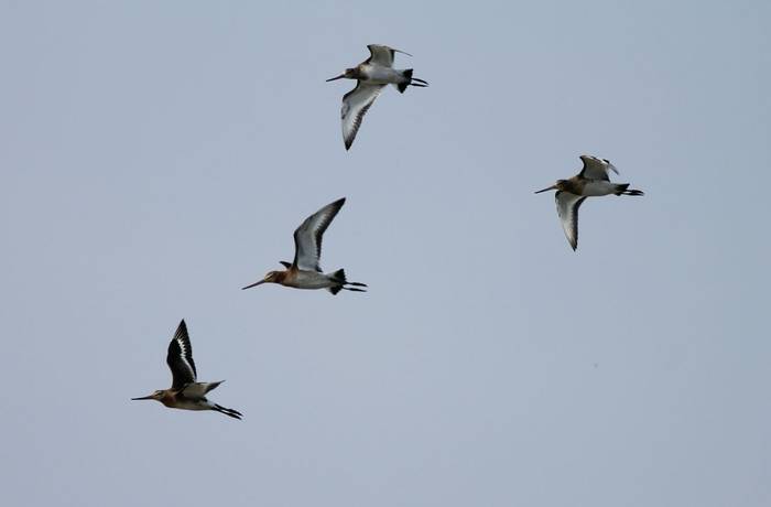Black-tailed Godwit shutterstock_157781969.jpg