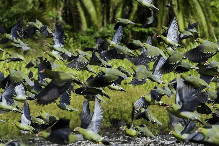 Odzala-Kokoua National Park  - Green Pigeons.jpg