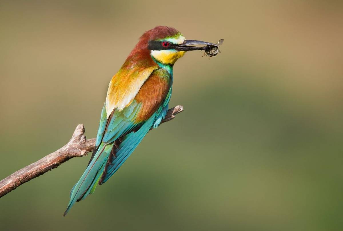 European Bee-eater