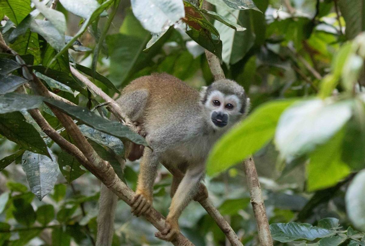 Squirrel Monkey (Chris Hutchinson)