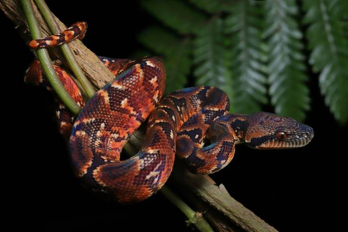 Madagascar Tree Boa (Sanzinia madagascariensis) © Bobby and Laura Bok, March 2026