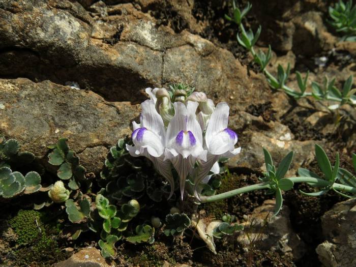 Linaria verticillata.JPG