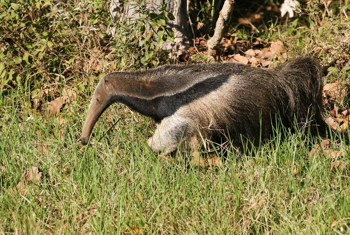 Giant Anteater