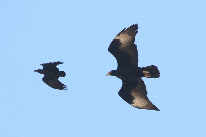 Fan-tailed Raven and Verreaux's Eagle © Tim Young, November 2024 tour