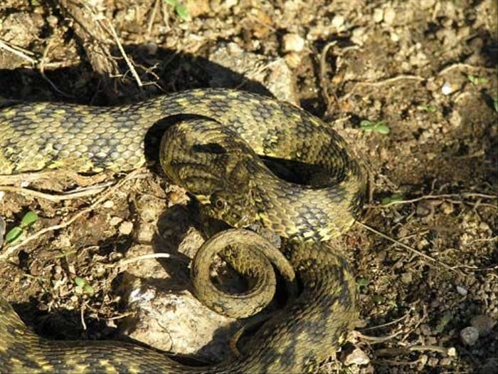 Viperine Snake (Thomas Mills)