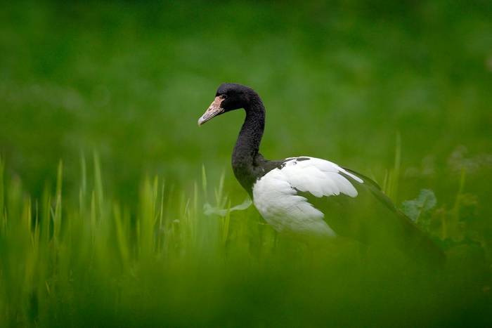 Magpie Goose