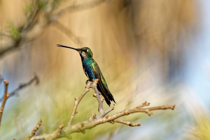 Blue-tufted Starthroat, Paraguay shutterstock_2470080405.jpg
