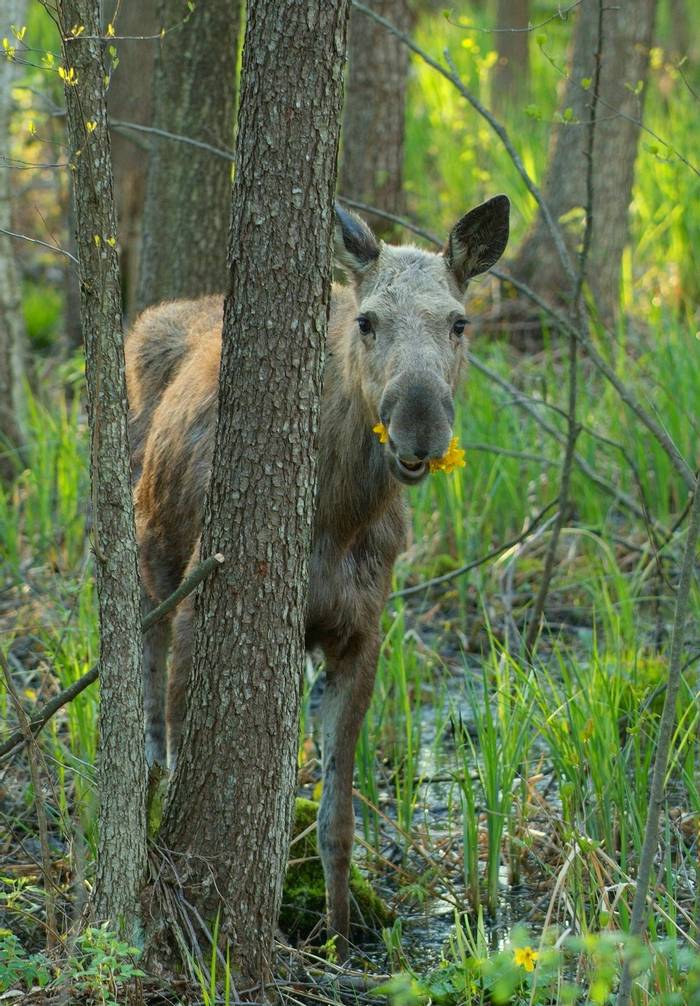Eurasian elk, Biebrza National Park, Poland.