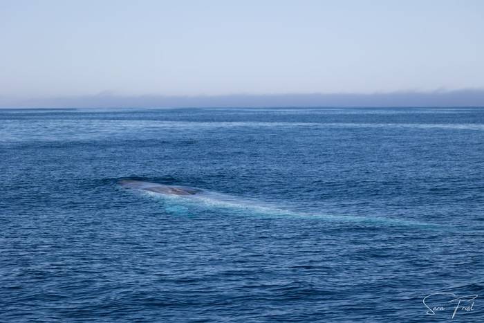 Blue Whale (Sara Frost) (17).jpg